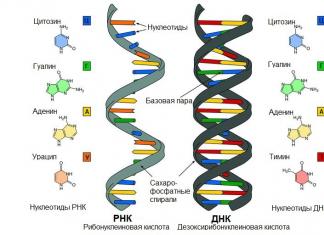 Какова биологическая роль ДНК?